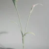 Touka Flower