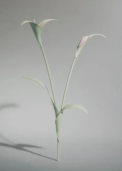 Touka Flower