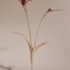 Touka Flower