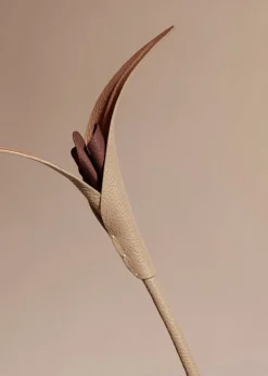 Touka Flower